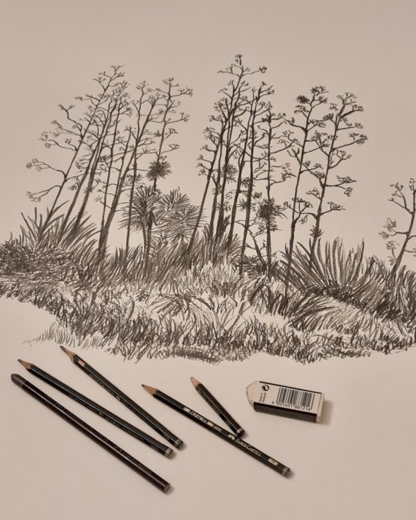 Plants Drawing
