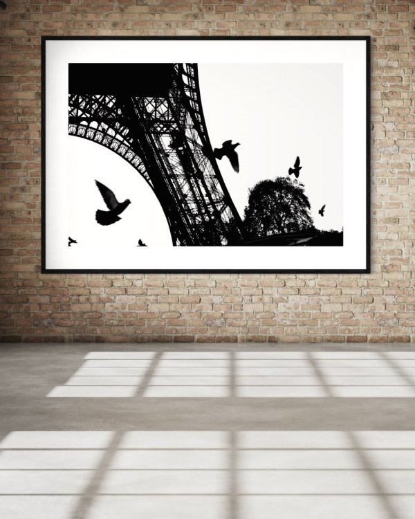 Wings of Birds in Paris